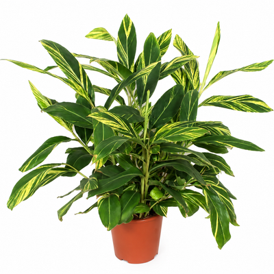 Alpinia Variegata - 90 cm