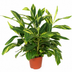 Alpinia Variegata - 90 cm Bild 1