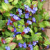 12x Blaue Kriechmoderkampagne (Ceratostigma plumbaginoides) 10-25cm Bild 5
