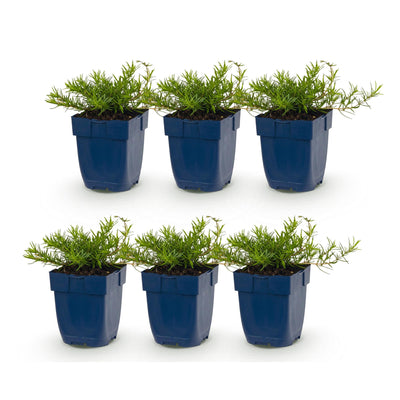 Green boutiQ - Perennial - Phlox Benita - Flame Flower - Ground Cover - Blue - 6 Plants - Pot 11cm - Height 15-25cm