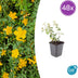 48x Hypericum dummeri 'Peter Dummer' - ↕10-25cm - Ø9cm Bild 1