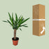 Yucca Pflanze - Ø14cm Topf - ca. 60cm Höhe Bild 4