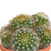 15er Kaktus & Sukkulenten-Mischung im Terrakottatopf, 5,5 cm Bild 14