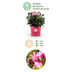 Zwergrhododendron Bloombux Magenta - 2 Pflanzen Bild 3