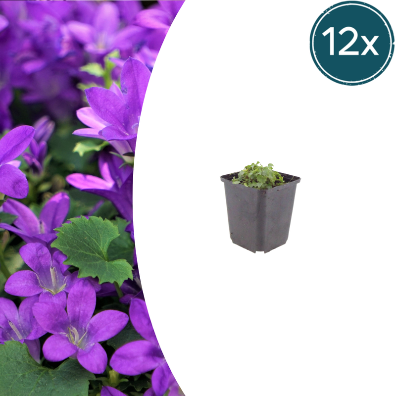12x Campanula portenschlagiana - Dalmatian Bellflower, 10-25cm