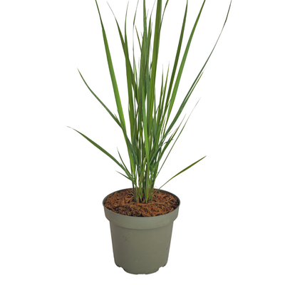 6x Panicum virgatum 'Northwind' – Strongly upright ornamental grass with a slender growth habit | Pot size 12 cm