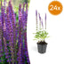 Salvia nem. 'Ostfriesland' - Lila Blütenstaude, 10-25cm, Ø9cm Bild 1
