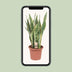 Sansevieria Trifasciata Laurentii - Schwiegermutterzunge | 85cm Bild 5