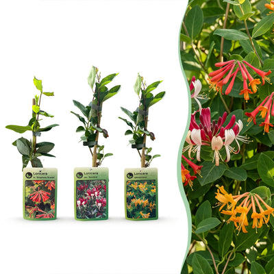12x Dreifarbige Heckenkirsche - Lonicera Tricolour - 35cm