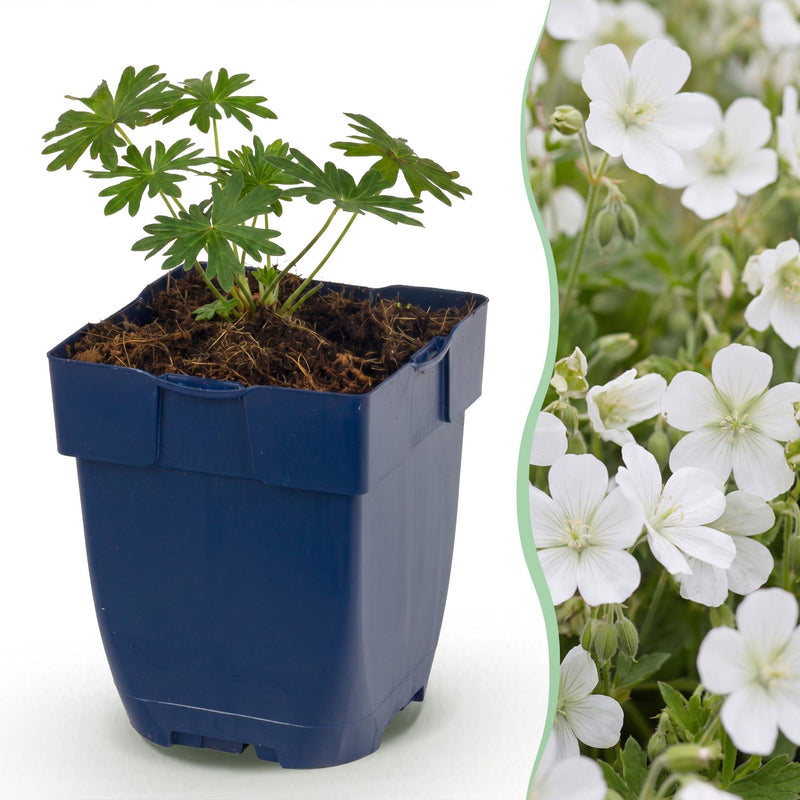 Green boutiQ - Perennial - Geranium sang. Album - Crane's Bill - Ground Covering - White - 6 Plants - Pot 11cm - Height 15-25cm