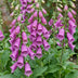 Green boutiQ - Perennials - Digitalis purp. Dalmatian Purple - Foxglove - Shade - Purple - 6 Plants - Pot 11cm - Height 15-25cm Bild 5