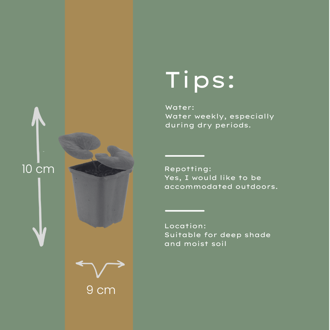 12x Europäische Haselwurz (Asarum europaeum) 10-25cm