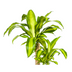 Dracaena Fragrans Massangeana Topf Ø19cm, 70-90cm Bild 4