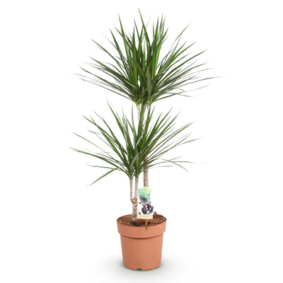Drachenbaum (Dracaena Marginata) – pflegeleichte Zimmerpflanze, 90-100 cm