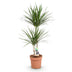 Drachenbaum (Dracaena Marginata) – pflegeleichte Zimmerpflanze, 90-100 cm Bild 2