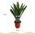 Green boutiQ - Zimmerpflanze - Cycas revoluta - Palmfarn - Wenig Pflege - Grün - 1 - Topf 14cm - Höhe 45cm Bild 3