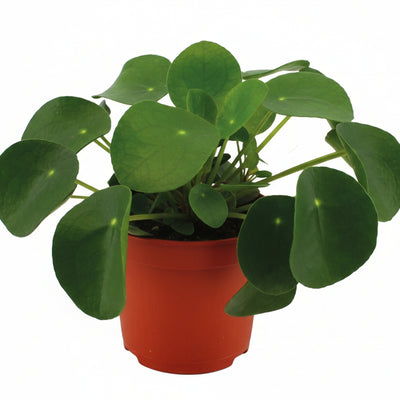 Pilea Peperomioides im 11cm Topf – Chinesische Geldpflanze