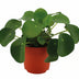 Pilea Peperomioides im 11cm Topf – Chinesische Geldpflanze Bild 1