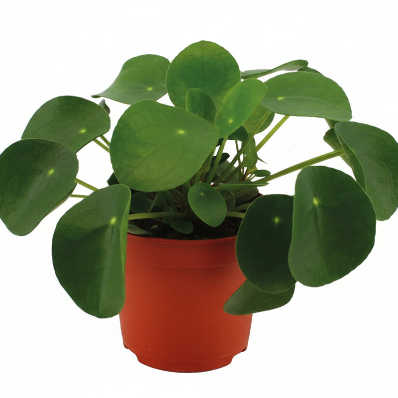 Pilea Peperomioides im 11cm Topf – Chinesische Geldpflanze