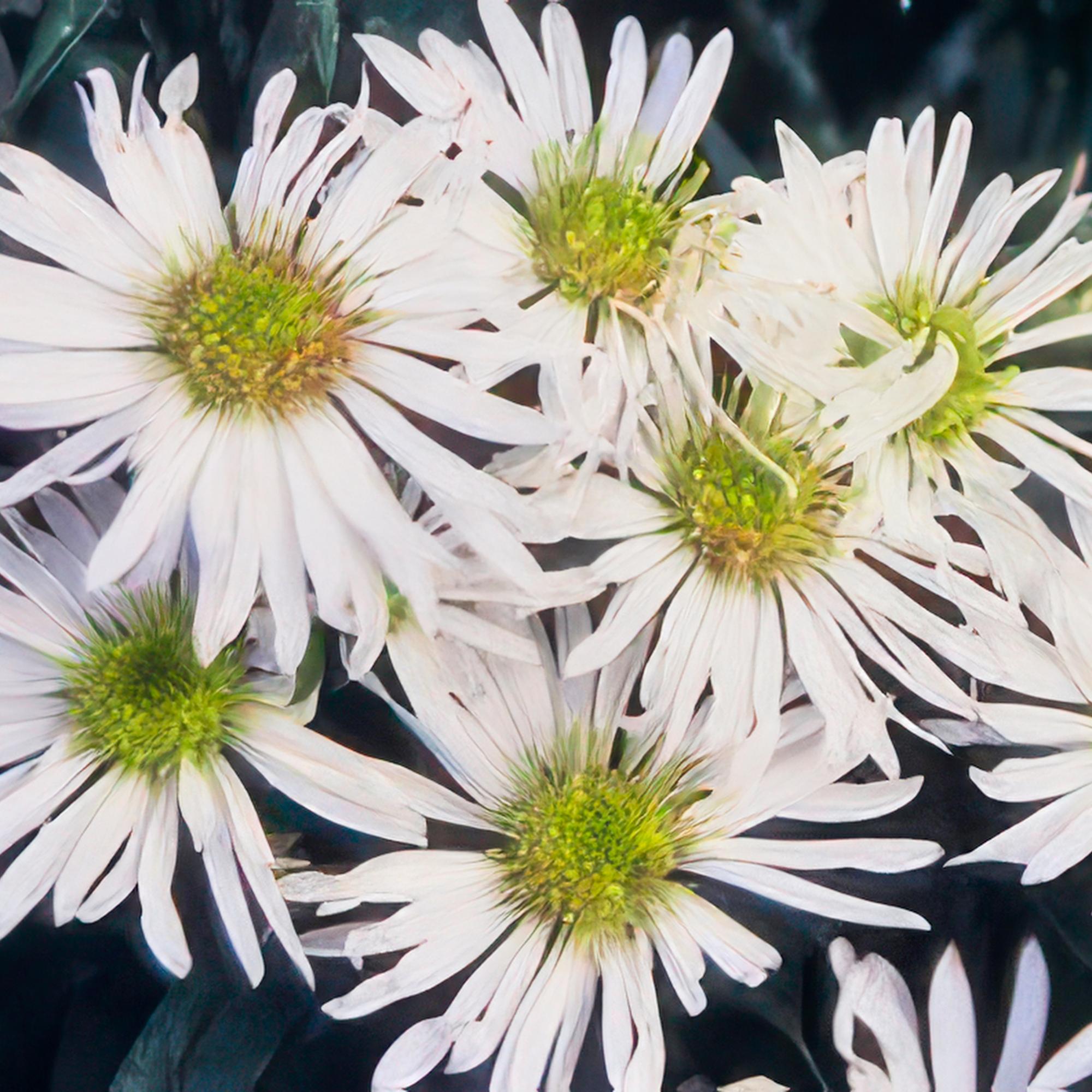 Aster ageratoides 'Ashvi' – Weiße Blüten, pflegeleicht, 10-25cm