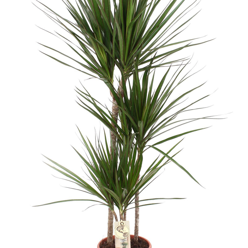 Dracaena Marginata Zimmerpflanze – Ø21 Topf, ca. 120 cm Höhe