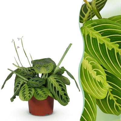 Maranta Fascinator Lemon Lime Zimmerpflanze, Haustierfreundlich, Topf 12cm
