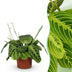 Lemon Lime Maranta Fascinator Houseplant, Pet Friendly, 12cm Pot Bild 1