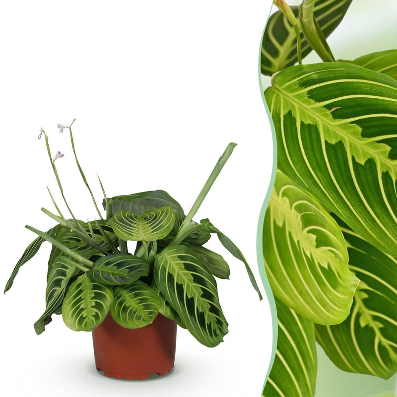 Lemon Lime Maranta Fascinator Houseplant, Pet Friendly, 12cm Pot
