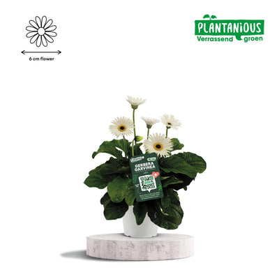 Garvinea Gerbera Weiß - Ø19cm - ↕50cm