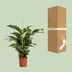 Spathiphyllum Bellini - Friedenslilie Ø24cm H100cm Bild 4