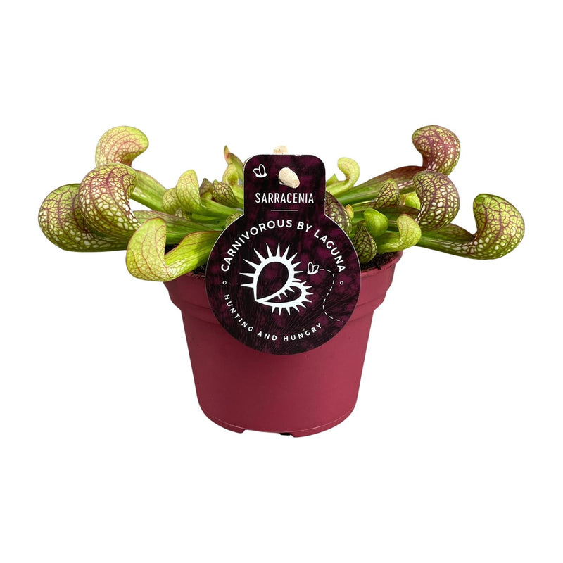 Sarracenia Psittacina - Kannenpflanze Ø12cm, Höhe 13cm