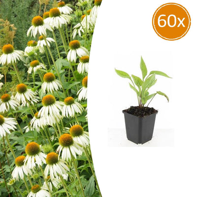 60x Echinacea purpurea 'White Swan' - Weiße Sonnenhut - 10-25cm