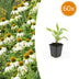 60x Echinacea purpurea 'White Swan' - Weiße Sonnenhut - 10-25cm Bild 1