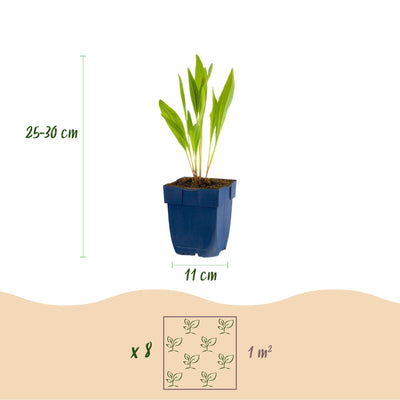 GreenboutiQ Staudenpaket: Bienen- & Schmetterlingsmagnet für 1m²