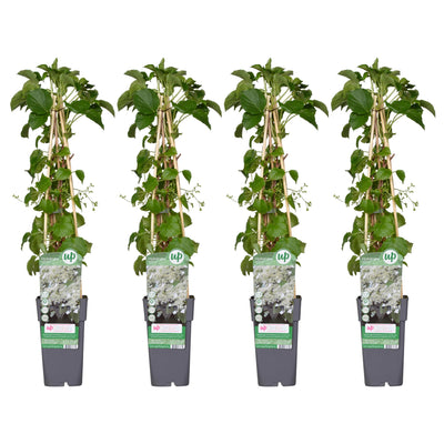 4x Kletterhortensie 'Hydrangea petiolaris' - 65cm, Ø15cm