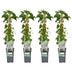 4x Climbing Hydrangea 'Hydrangea petiolaris' - 65cm, Ø15cm Bild 1