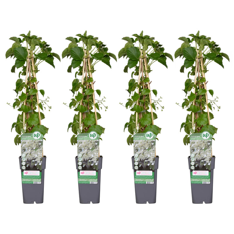 4x Climbing Hydrangea 'Hydrangea petiolaris' - 65cm, Ø15cm