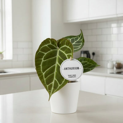 Anthurium Crystallinum Samtblatt Silberadern Ø12cm H20cm