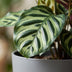 Calathea Makoyana: Peacock Plant in Pot, 70cm Bild 4
