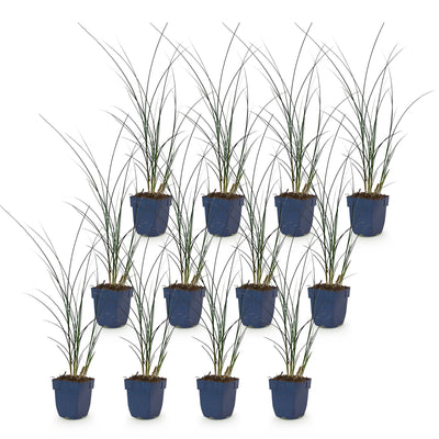 Green boutiQ - Gräser - Miscanthus sin. Gracillimus - Pampasgras - Mit Blüte - Grün - 12 Pflanzen - Topf 11cm - Höhe 15-25cm