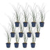 Green boutiQ - Gräser - Miscanthus sin. Gracillimus - Pampasgras - Mit Blüte - Grün - 12 Pflanzen - Topf 11cm - Höhe 15-25cm Bild 2