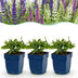 Green boutiQ - Perennial - Salvia Tricolour - Sage - Fragrant - Purple - Pink - White - 6 Plants - Pot 11cm - Height 15-25cm Bild 1