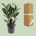 Ficus Elastica Robusta, Gummibaum - Ø27cm, ↕85cm Bild 4