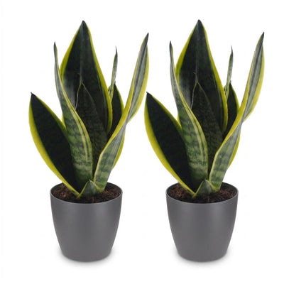 Green boutiQ - Sansevieria Future Superb - Bogenhanf - 2 Pflanzen - met Potter Grijs - Pot 12cm - Hoogte - 35cm