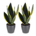 Green boutiQ - Sansevieria Future Superb - Bogenhanf - 2 Pflanzen - met Potter Grijs - Pot 12cm - Hoogte - 35cm Bild 2
