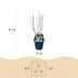 GreenboutiQ - Shrubs - Deutzia Gracilis - White Flower - 1 Plant - Deciduous - Low Maintenance - Pot 17cm Height 45cm Bild 3