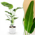 Strelitzia Nicolai: Tropische Paradiesvogelblume, pflegeleicht, 110-120cm Bild 1