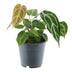 Anthurium Chrystallium - 35cm, ø12cm Topf Bild 1