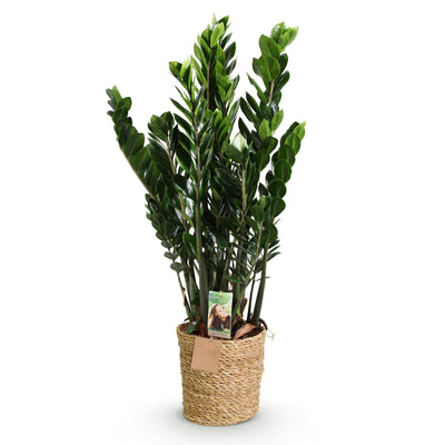 Zamioculcas ZZ-Pflanze im Korb, Grün, Topf 21cm, 80-90cm
