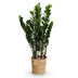 Zamioculcas ZZ-Pflanze im Korb, Grün, Topf 21cm, 80-90cm Bild 2